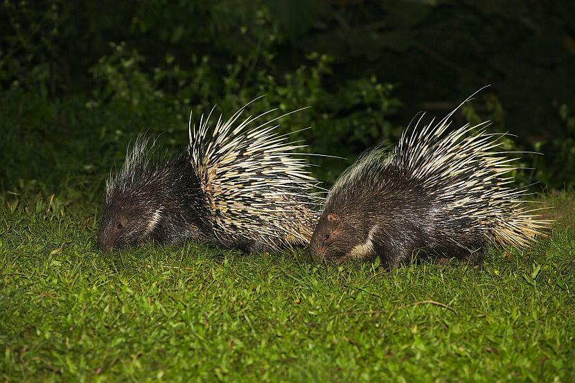 Borneo Porcupine 