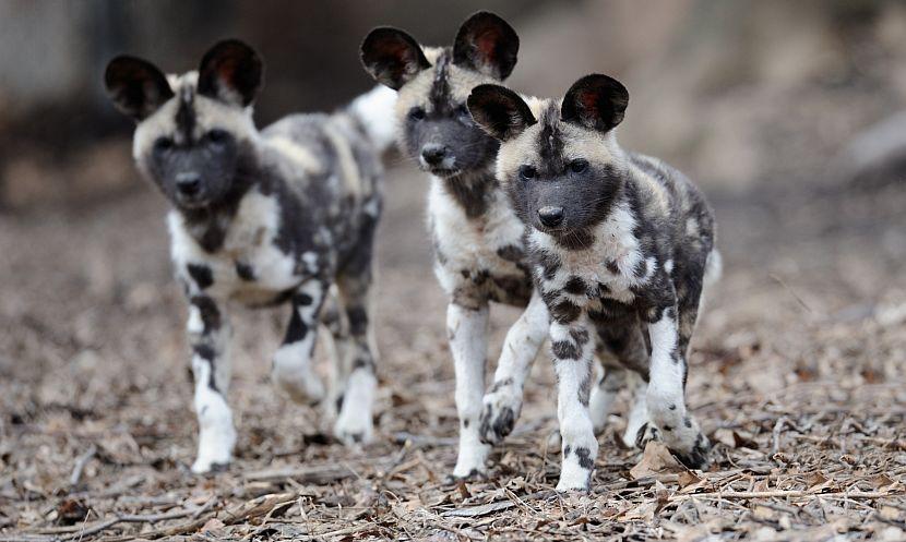 Cute Wild Dogs