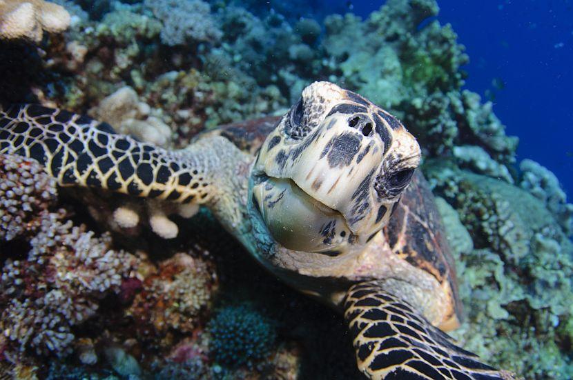 Sea Turtle