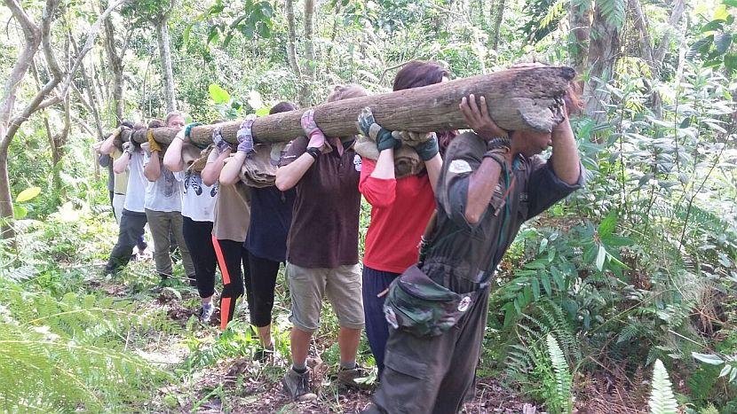 Borneo Wood 