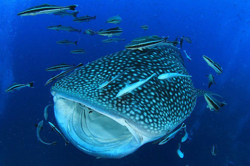 Whale Shark Swimming