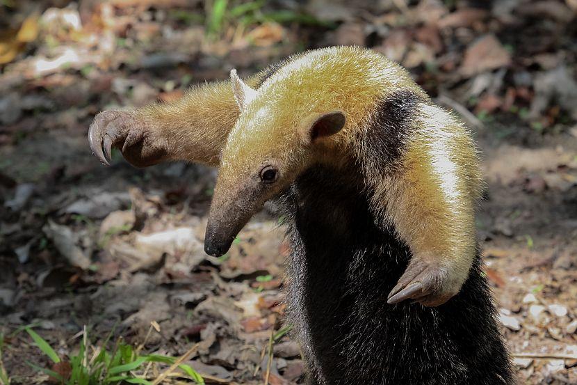 Anteaters Self Defence 