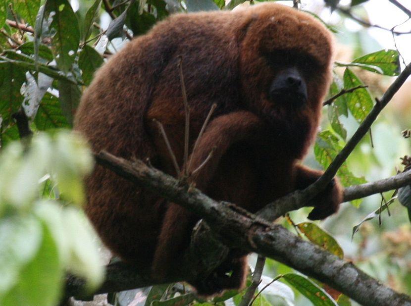 Brown Howler Monkey