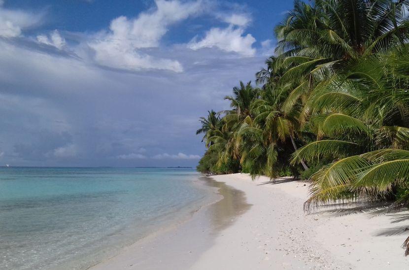 Whale Shark Conservation in the Maldives 