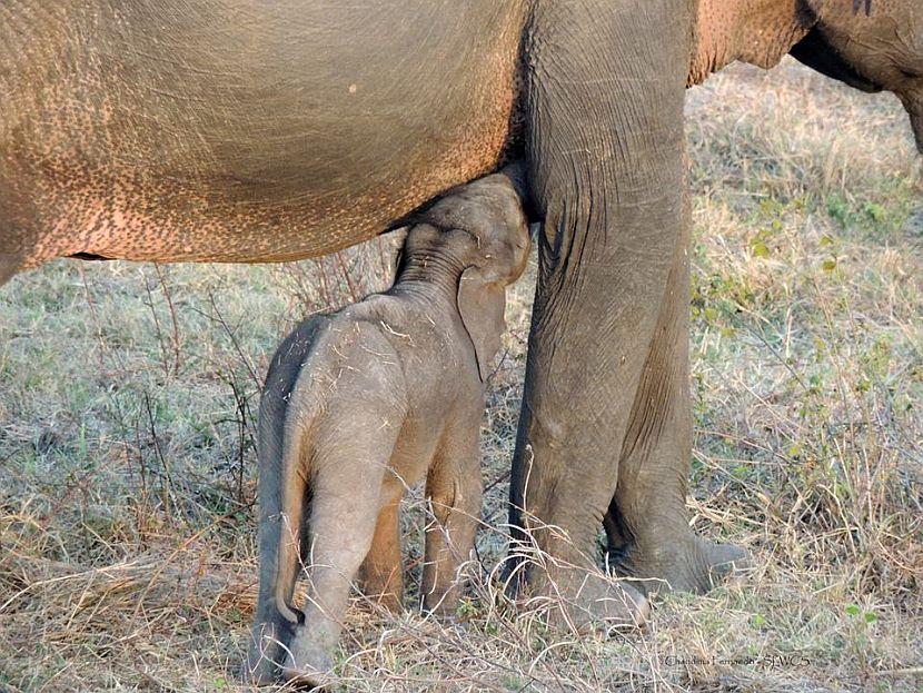 Baby elephant feeding