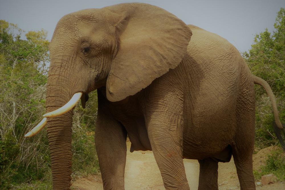 Elephant sighting at the Kariega 'Big 5' Conservation Project