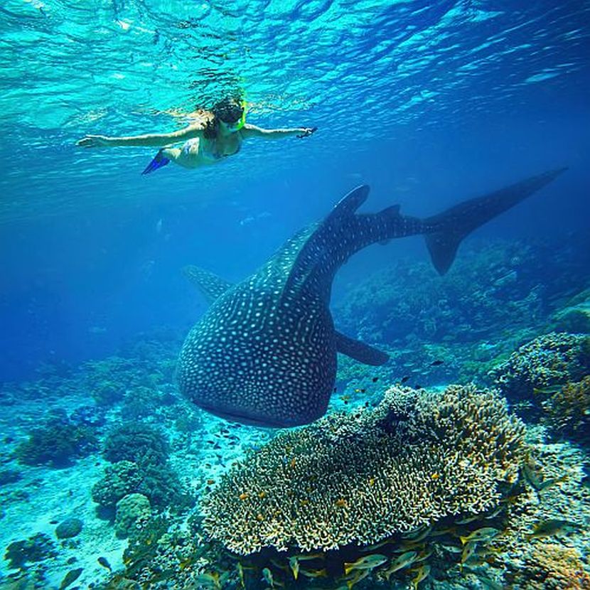 Holiday With Whale Sharks In Tanzania | The Great Projects