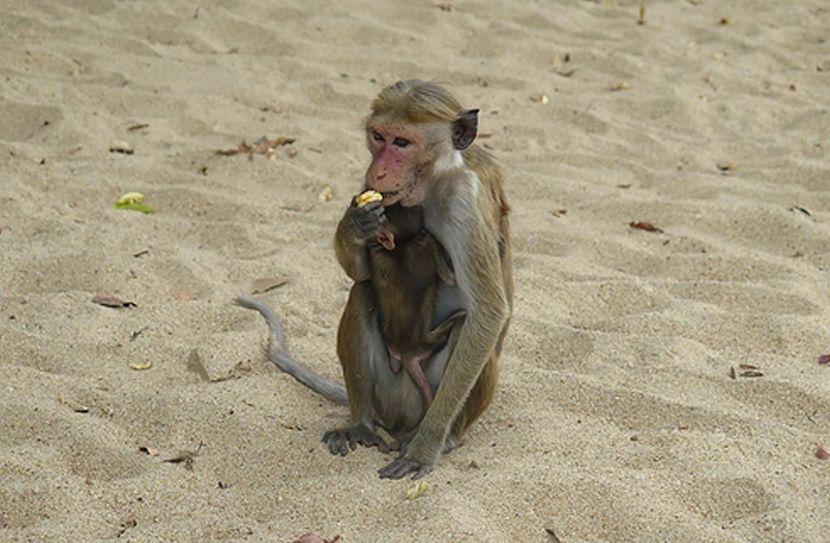 Monkey eating