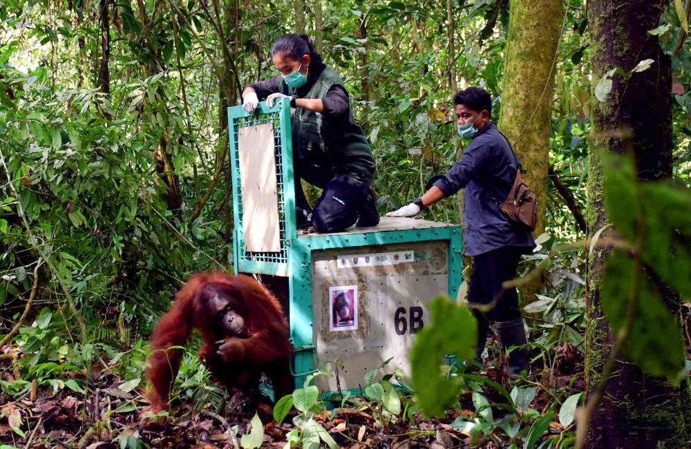 Six Orangutans Released in 2024