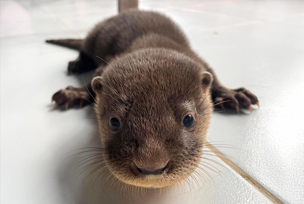 Adorable baby otter rescued by Peru Wildlife Sanctuary