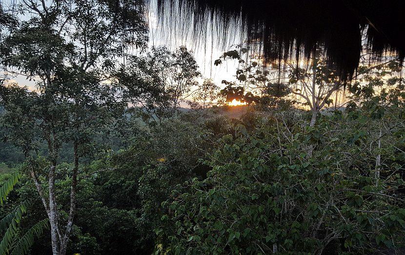 Landscape at Samboja Lestari