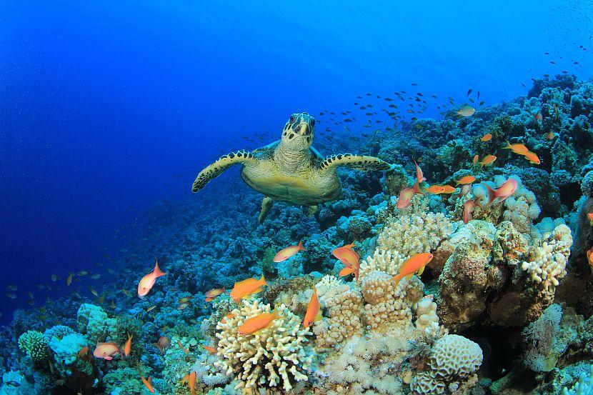 Turtle Swimming Through Water