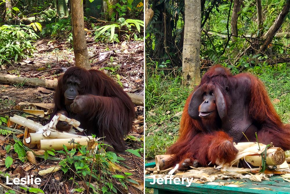 Orangutans Jeff and Leslie Enjoying Enrichment Treats