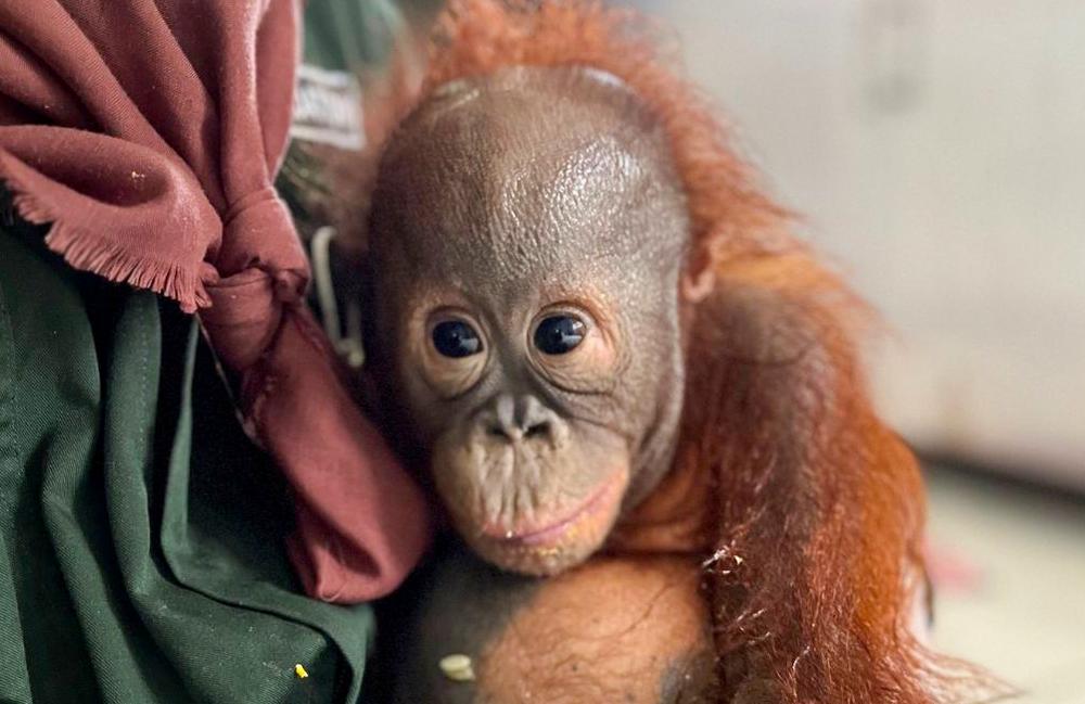 January Orangutan Rescue Samboja Lestari