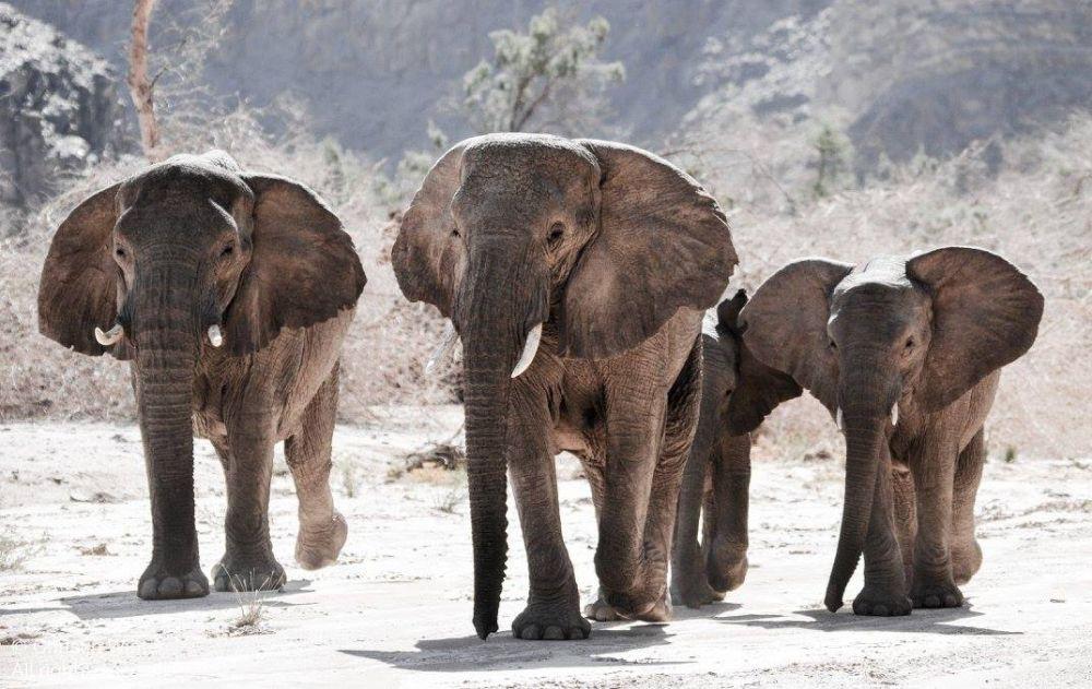 Mathilda, Roo, Carissa, and little Joy, from Mama Africa Herd