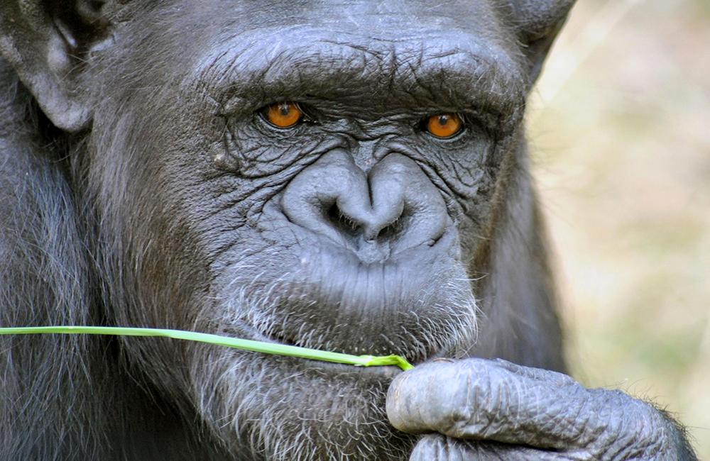 Meet Jinga: Chimp Eden - The Jane Goodall Institute