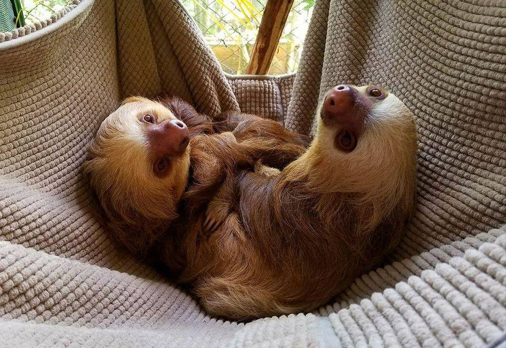 Sloths Izzy & Wendy - Sloth Conservation & Wildlife Experience