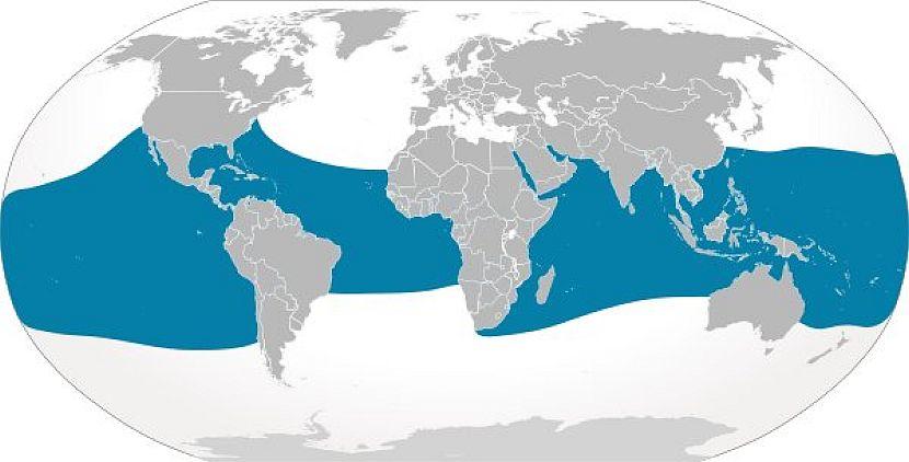 Whale Shark Map