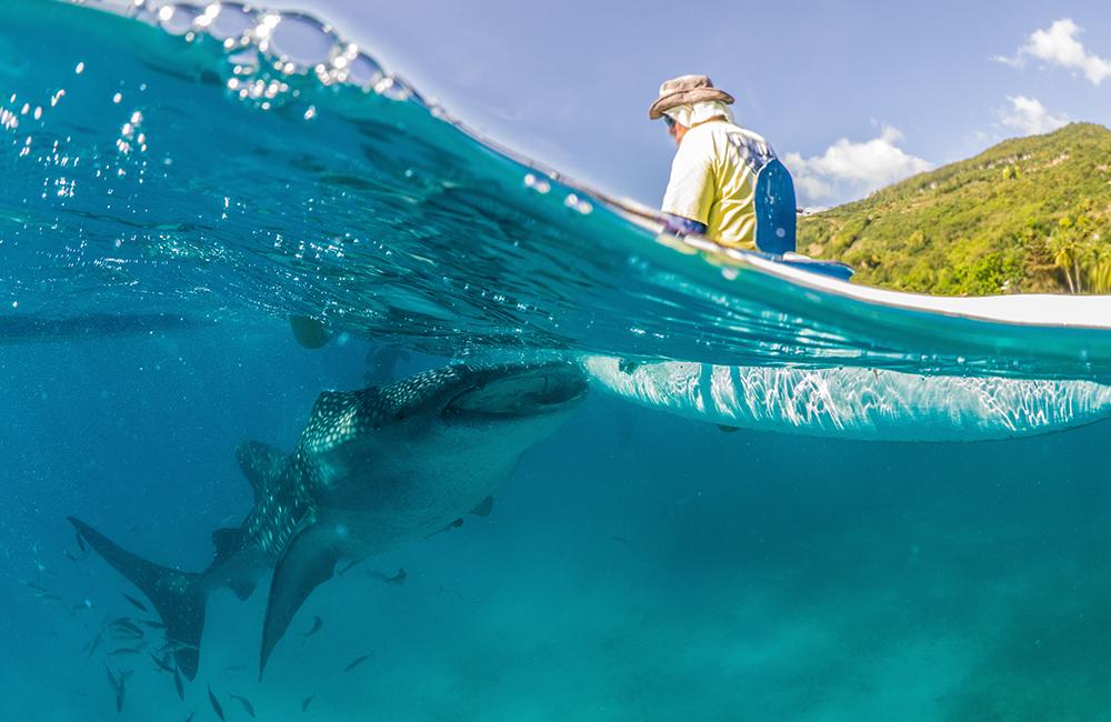 Mozambican Marine Conservation Project