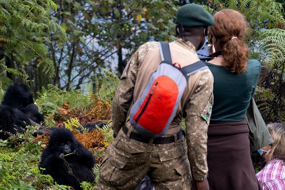 Volunteers Taking Photo of Baby Gorilla