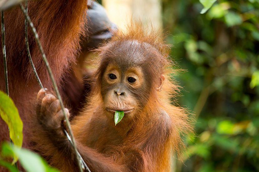 baby orang utan