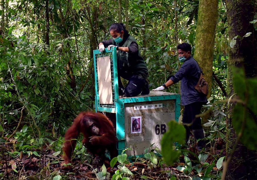 Release of Meryl the Orangutan