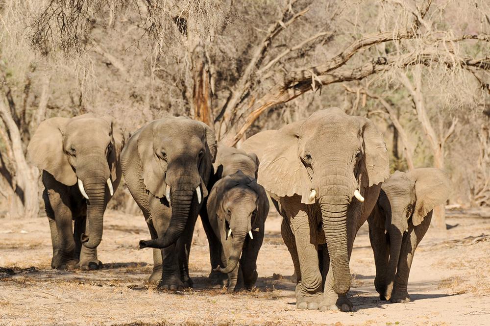 Late Mathilda Leading - Desert Elephants in Namibia