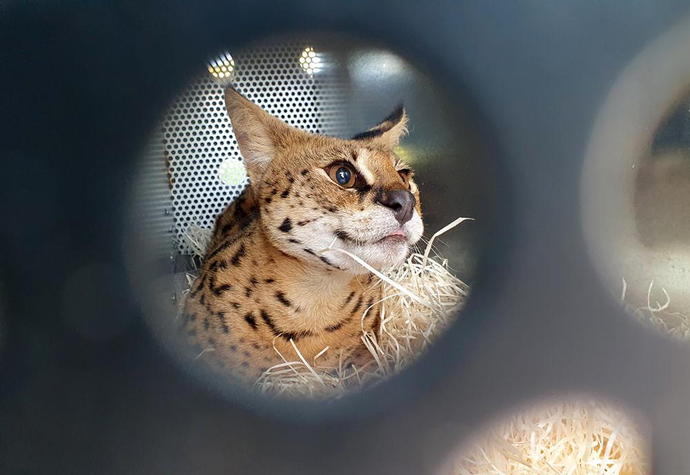 Serval Rescued from Illegal Wildlife Trade