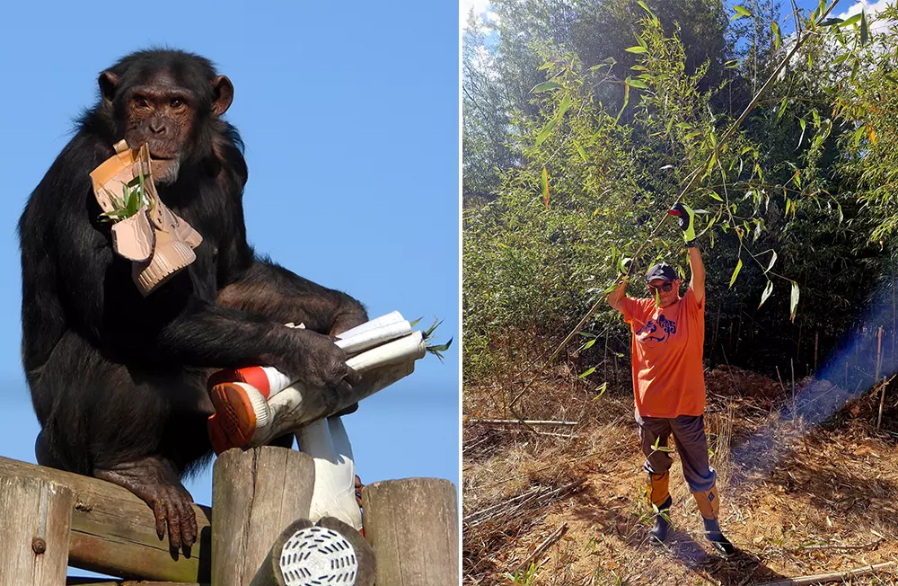 Volunteering at Chimp Eden
