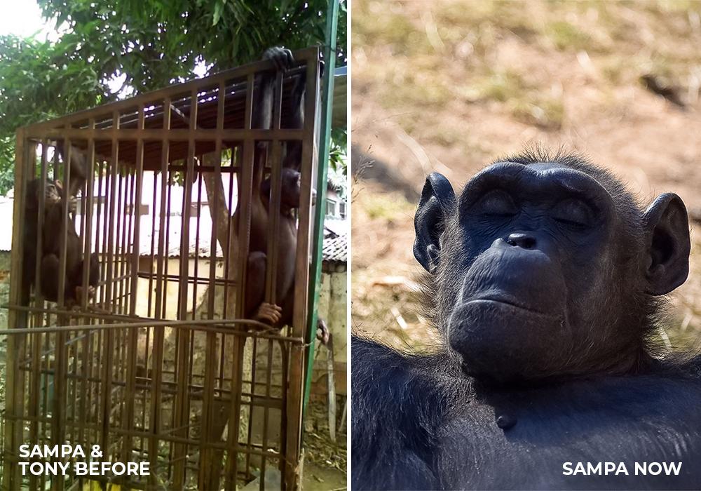 Sampa & Tony Before and Tony After Life at Chimp Eden