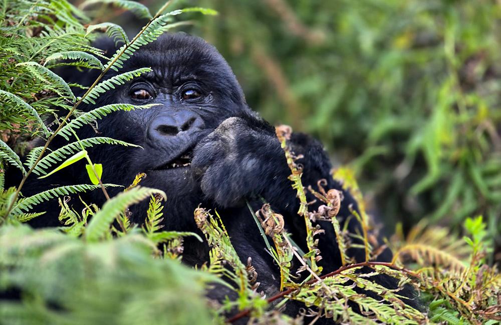 Gorilla trekking in Bwindi Impenetrable Forest