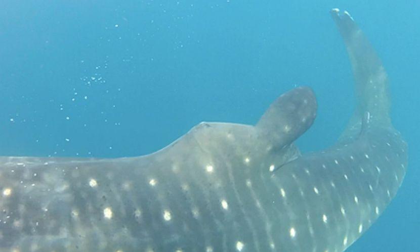 Tanzania Whale Shark