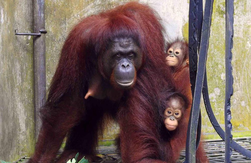 Volunteer with Orangutans: Dai, Dumel and Du at Nyaru Menteng Orangutan Sanctuary 