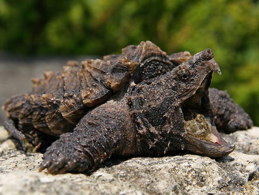 Snapping Turtle 