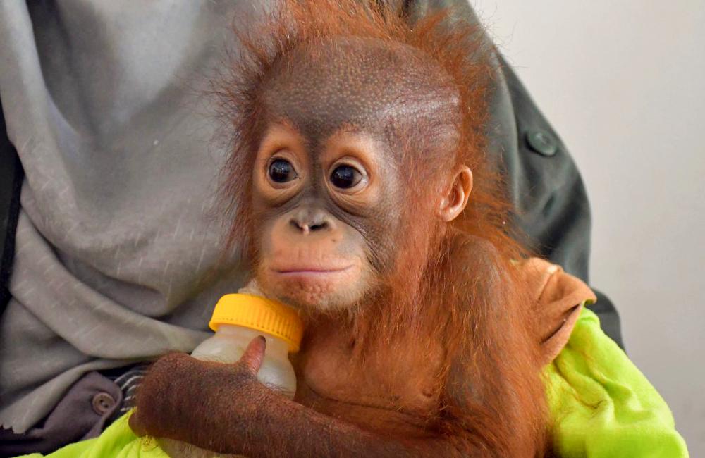 Selfie the Baby Orangutan 