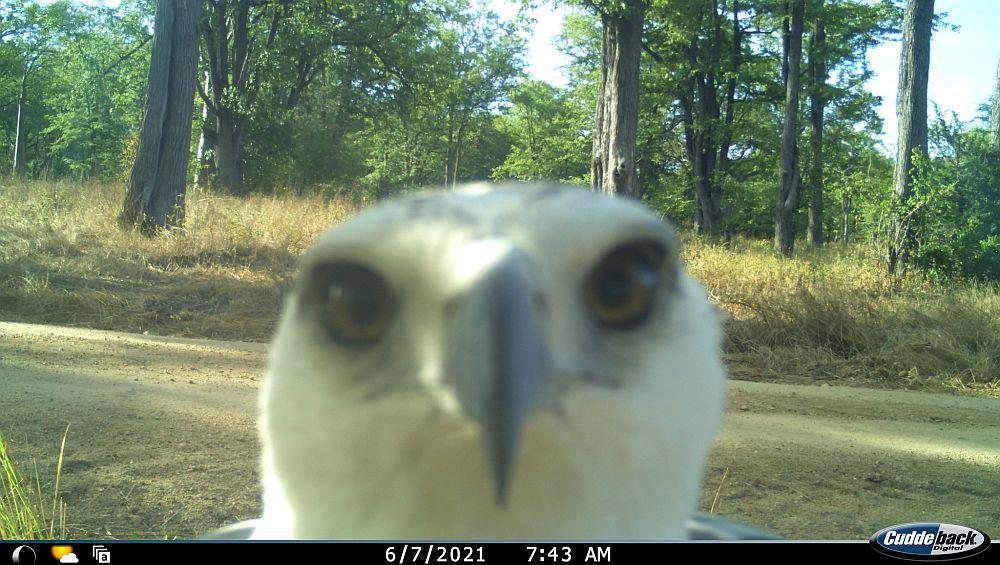 Camera Trap Throwback