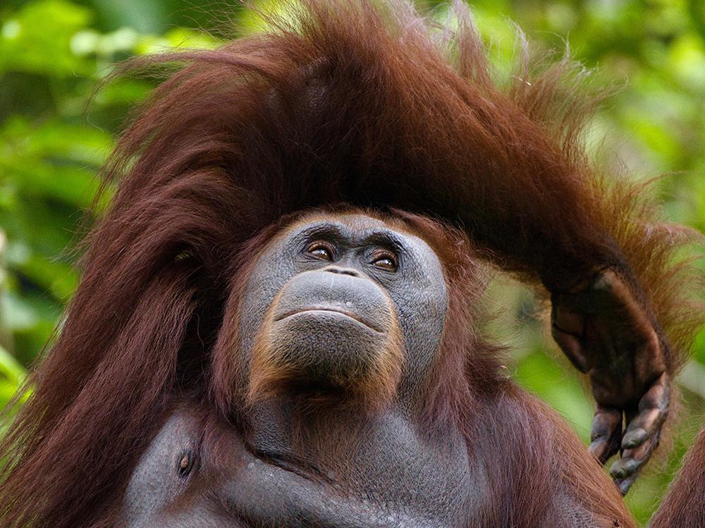 Orangutan on Island
