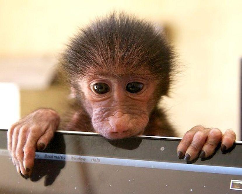 Namibia Baby Baboon