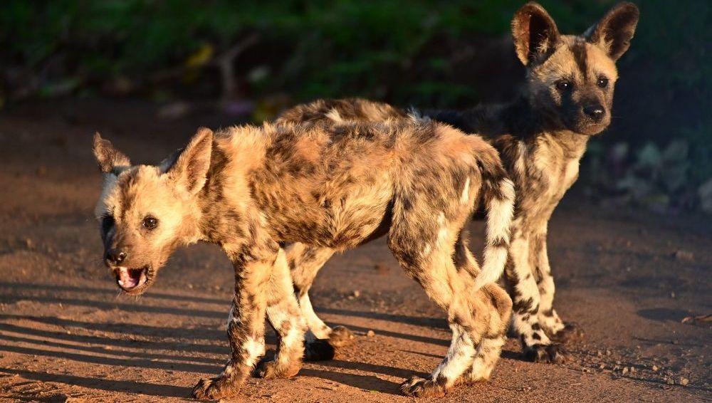 Painted Pups of Zululand Raised By Males