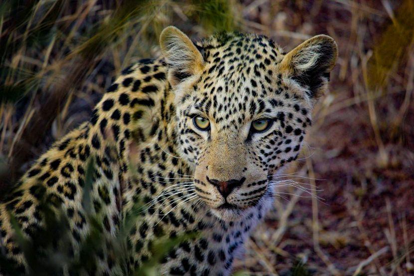 Leopard In Africa