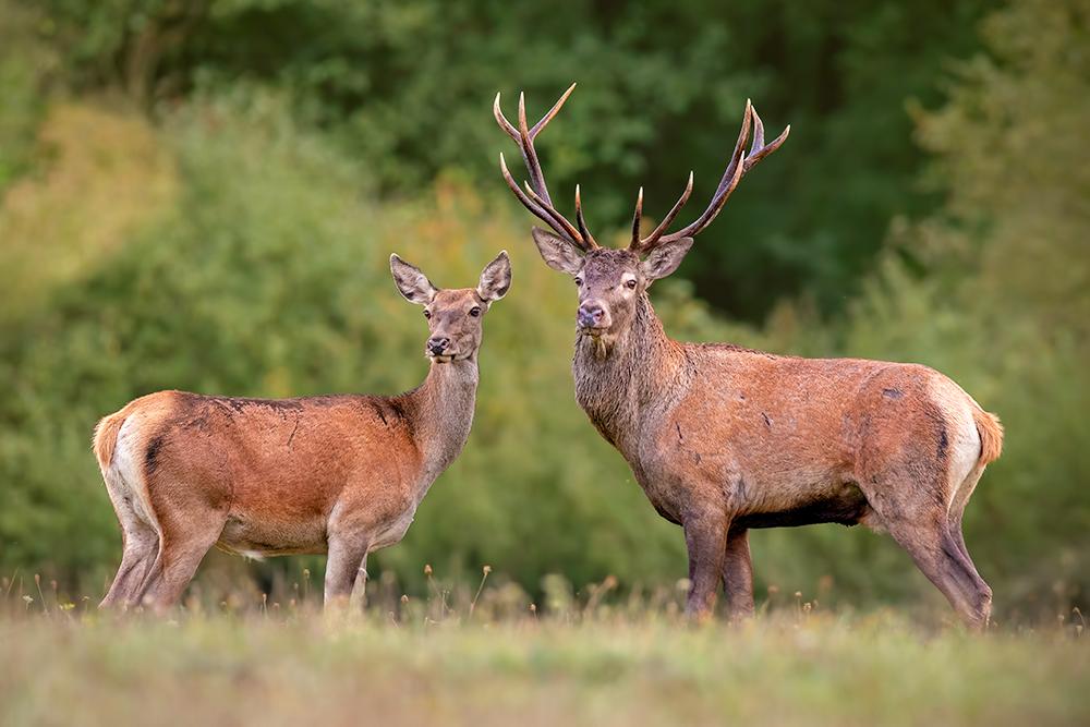 Wildlife Mating Season