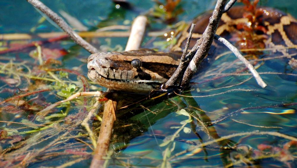 Invasive Burmese Python