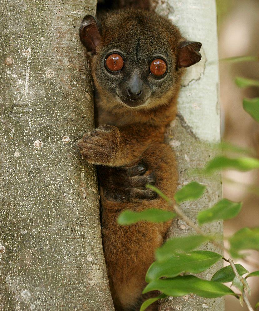 The Northern Sportive Lemur