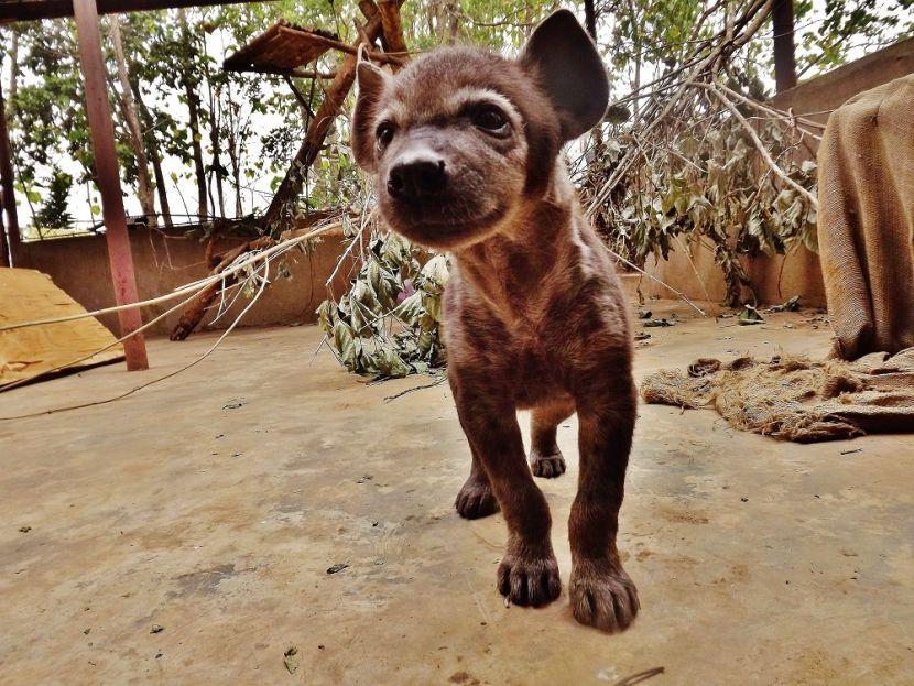 baby hyena 