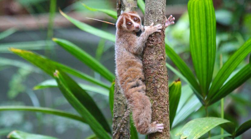 Slow Loris The Great Orangutan Project