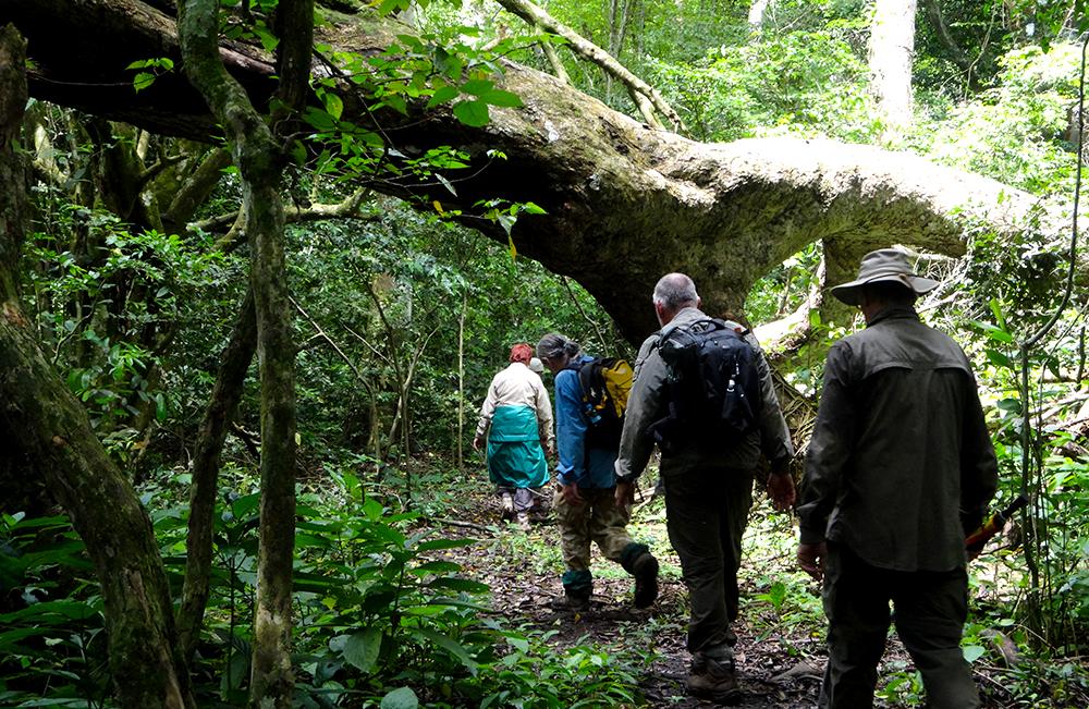 Chimpanzee Research Trekking
