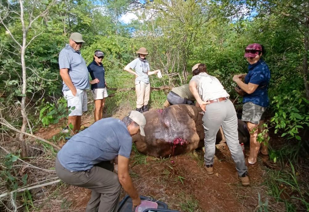 Helping With Rhino Darting