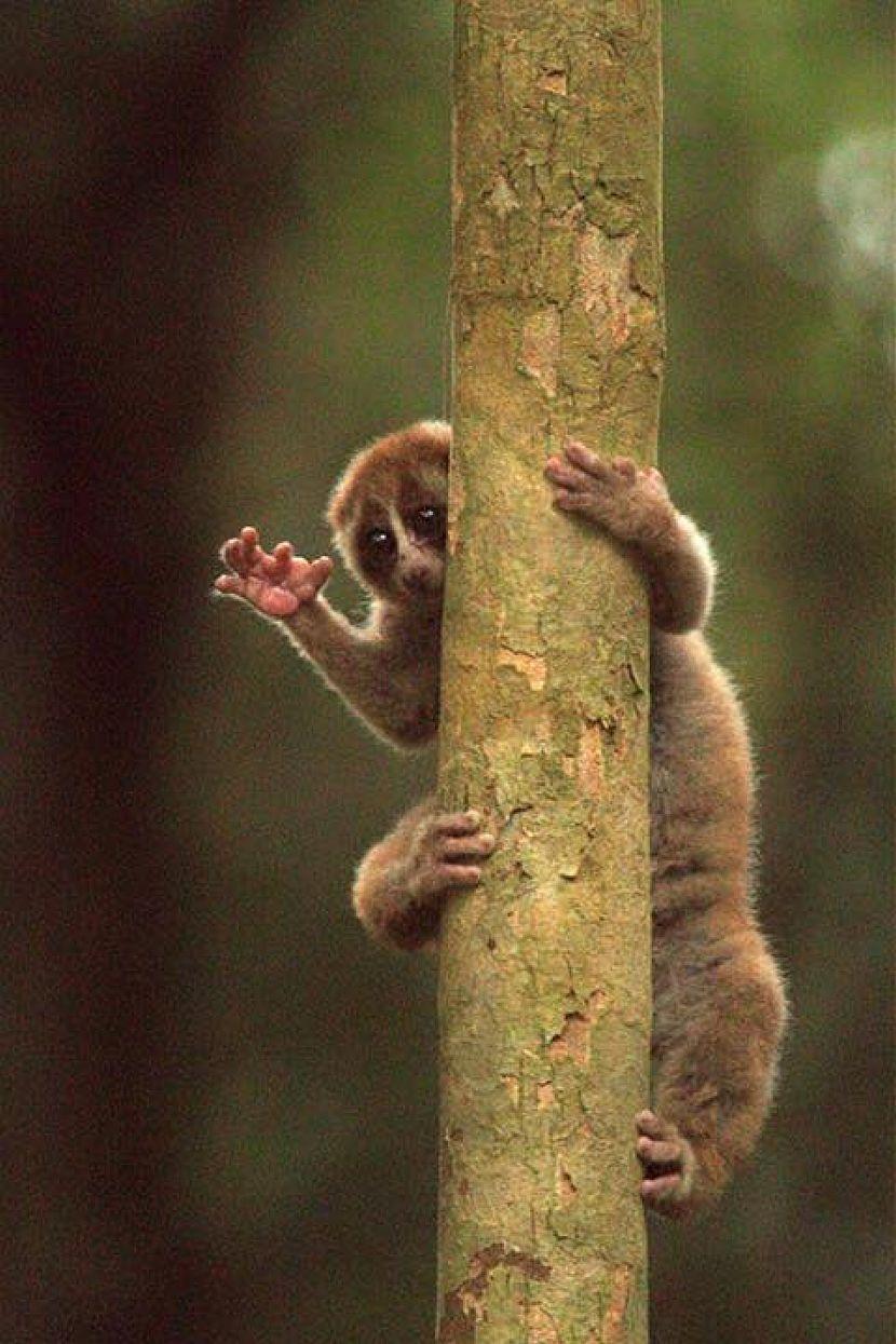 Slow Loris