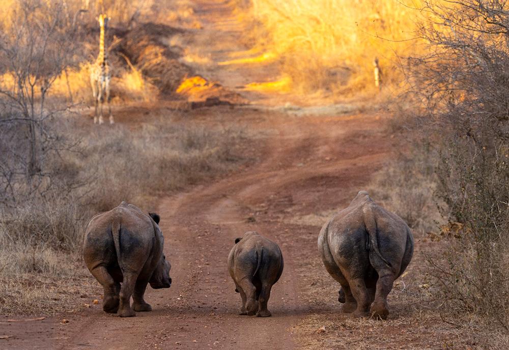 Rhinos on Reserve