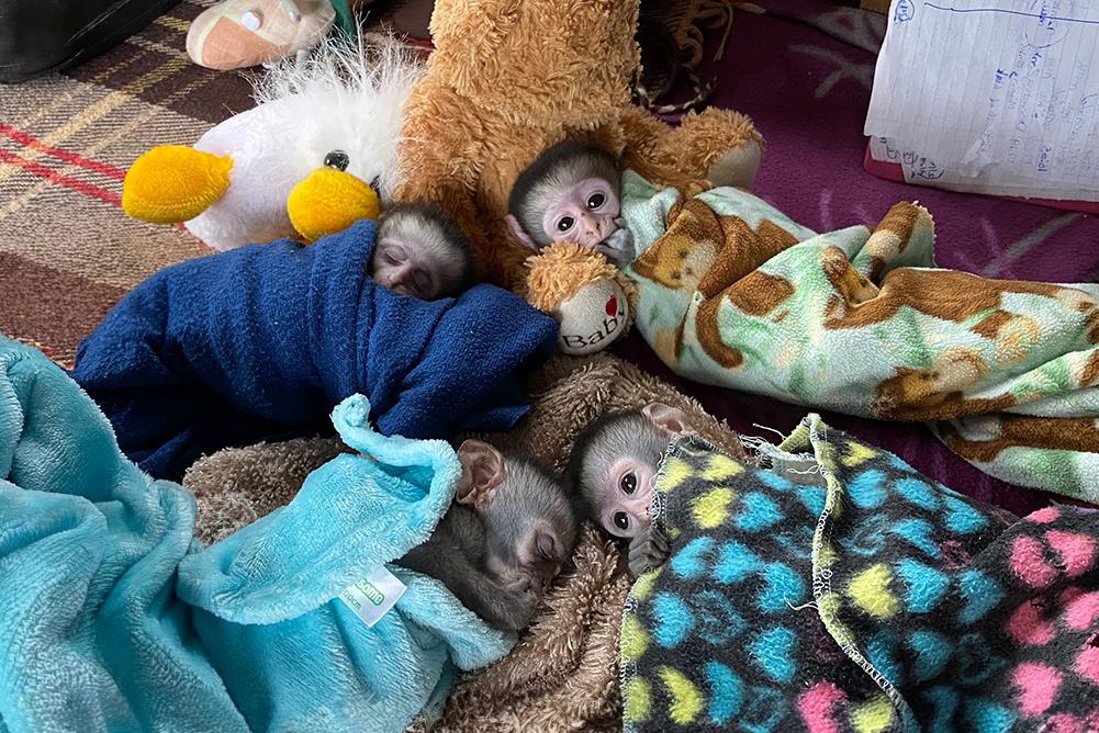 Vervet Monkey Sanctuary - Baby Season Incoming